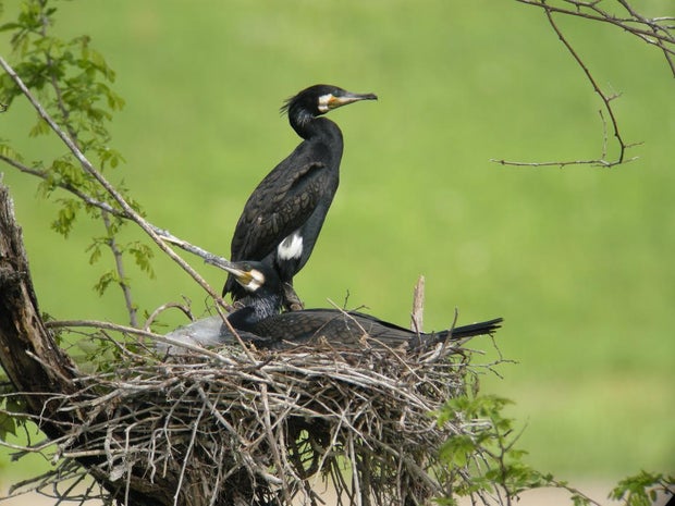 Some big seabirds have eaten and pooped their way onto a Japanese holy island's most-wanted list