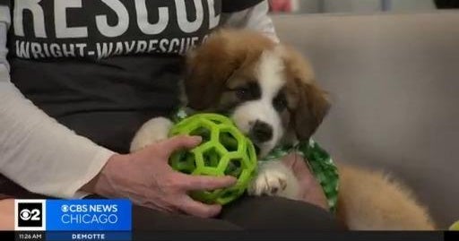 Pet Rescue Spotlight: Wright-Way Rescue