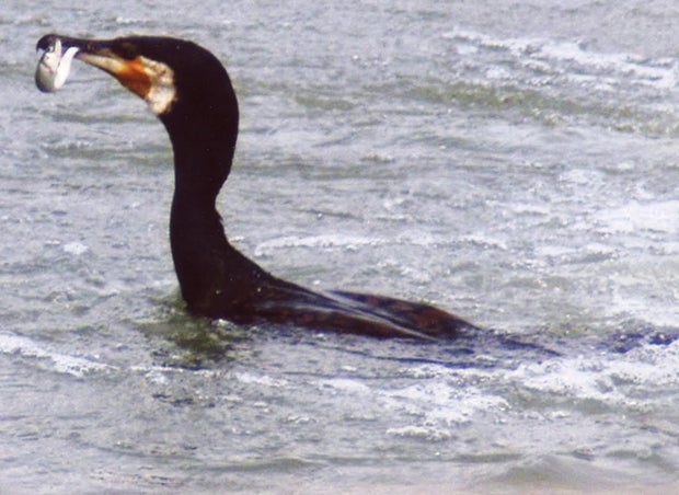 A file file photo provided by Jun-ichi Tsuboi, of the Japan Fisheries Research and Education Agency, shows a great cormorant with a fish in its bill near Kofu City, Yamanashi Prefecture, Japan