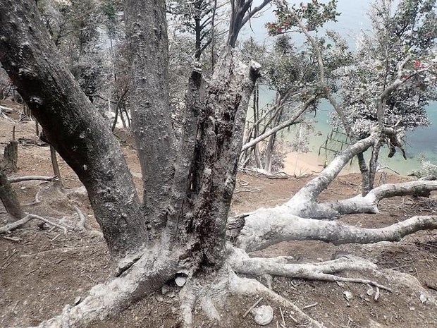 A tree covered in great cormorant guano is seen on Japan's holy island of Miyajima, in a photo shared with CBS News by Hatsukaichi city's agriculture, forest and fisheries section