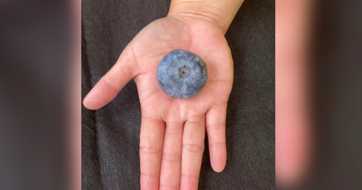See the heaviest blueberry ever recorded. It’s nearly 70 times larger than average.