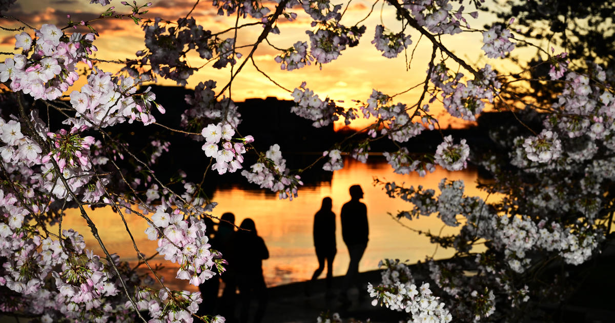 D.C.'s cherry blossoms hit peak bloom at earliest date in 20 years