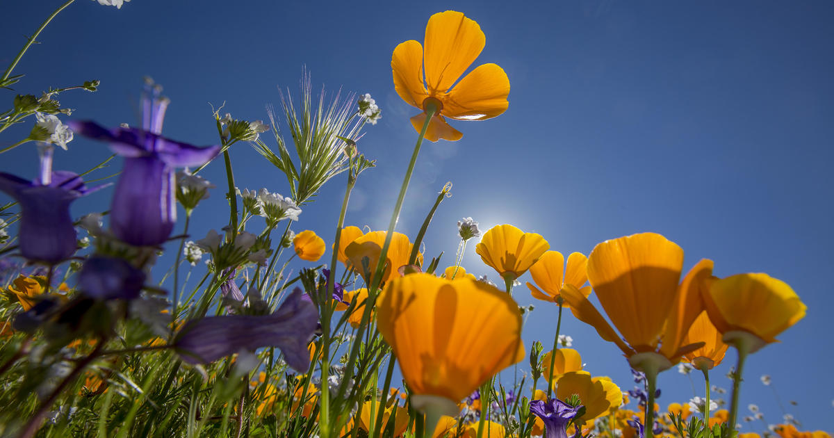 The first day of spring is a day earlier than typical years. Here's why.
