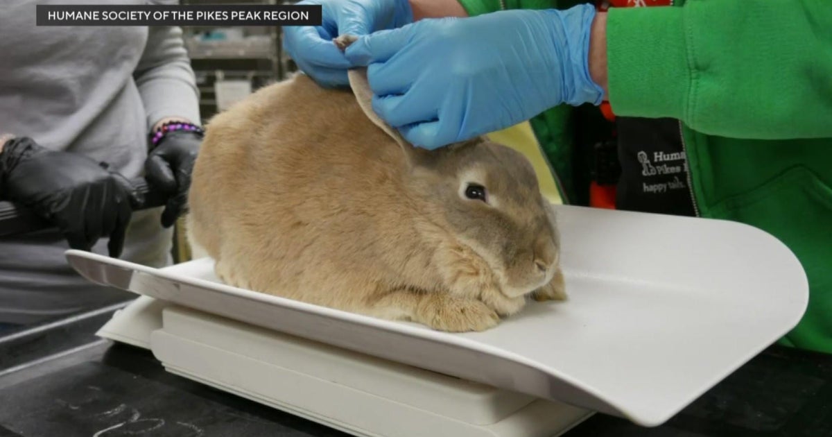 Dozens of rabbits rescued from garage, some available for adoption ...
