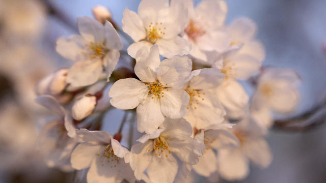 Cherry Blossoms Washington 