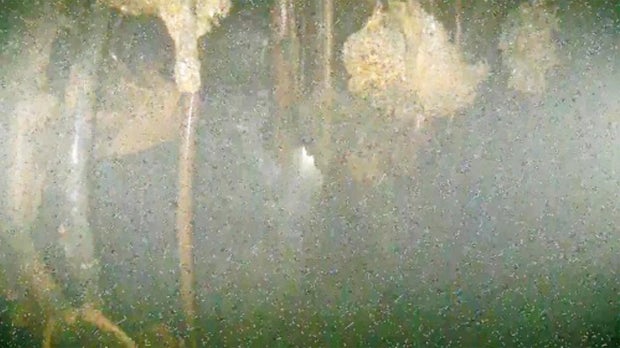 Japan Nuclear Fukushima