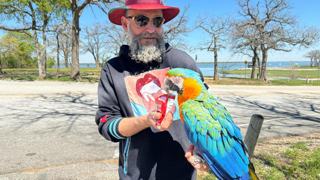 Rare parrot caught after being loose in Lewisville 