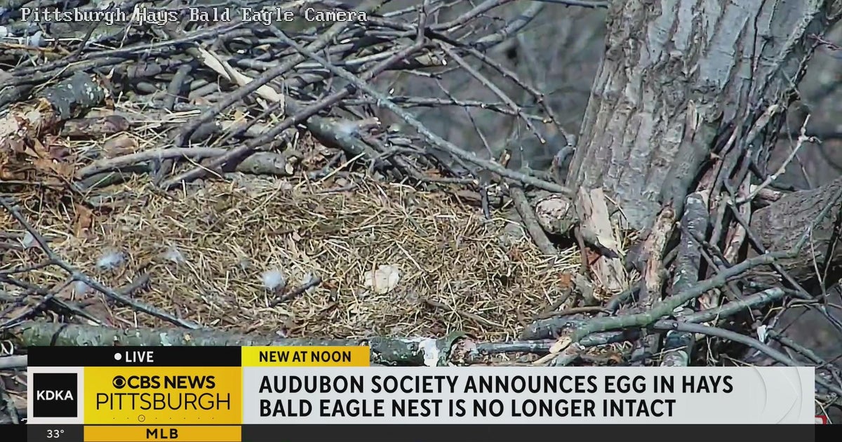 Single egg in Hays bald eagle nest breaks - CBS Pittsburgh