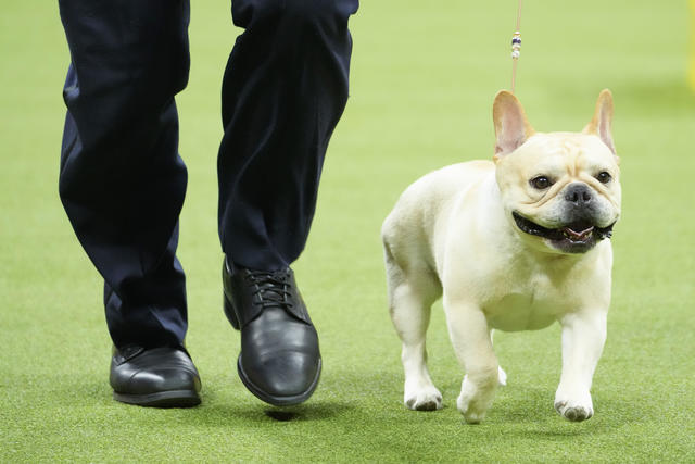 Most popular dog breed rankings are released. Many fans are not happy. -  CBS News