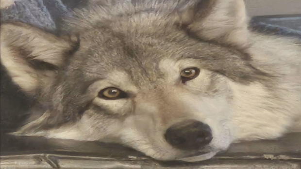 wolf-or-coyote-5pkg-transfer-frame-206.jpg 