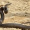 Man dies after being bitten by snake at child care center