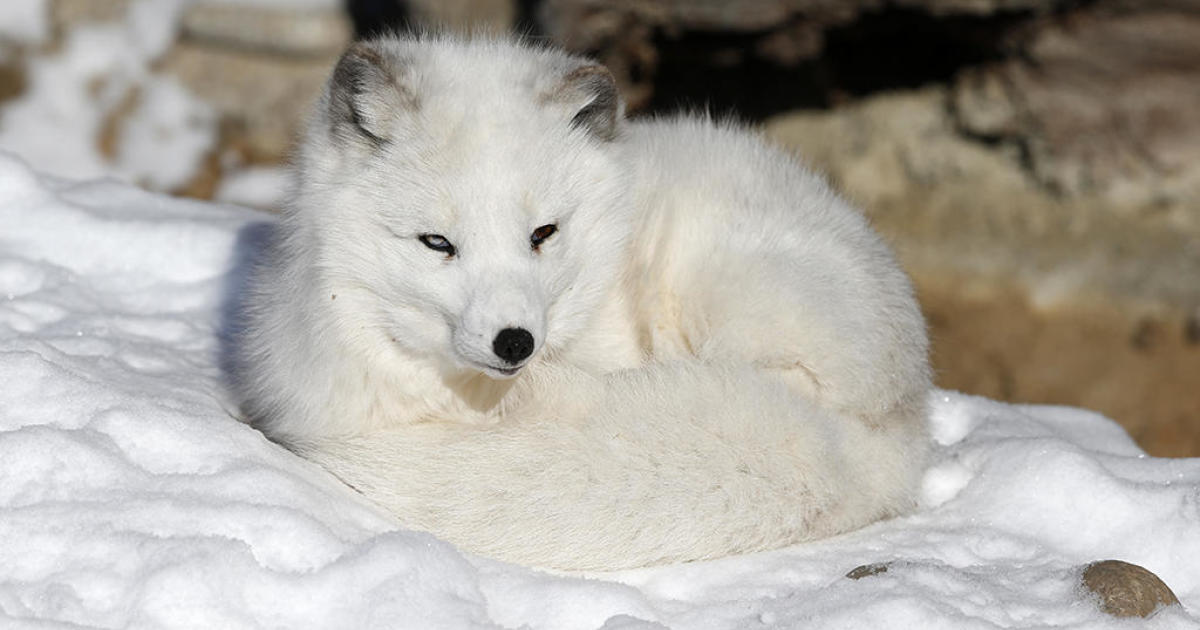 Arctic Fox Dog Leggings in 2023