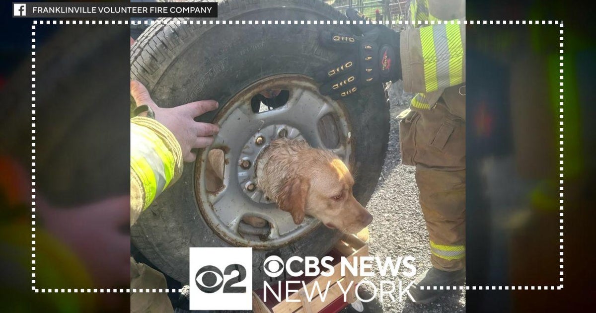 Dog rescued by N.J. firefighters after getting head stuck inside tire ...