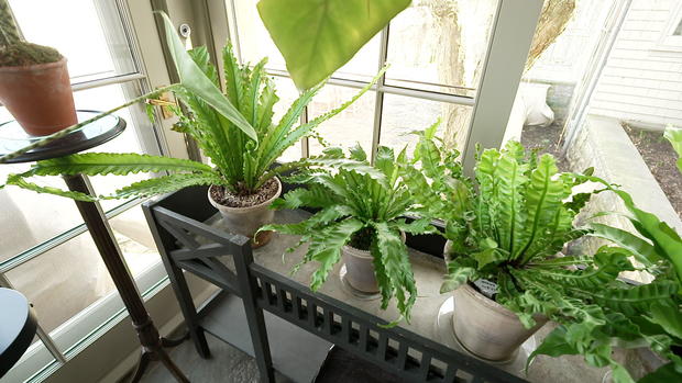 house-plants.jpg 