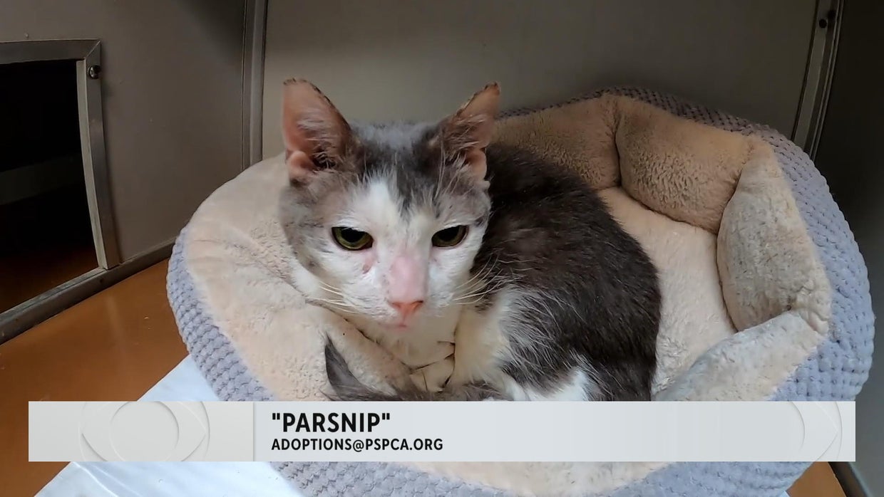 Pet Project: Fostering a pet can help curb loneliness in older people ...