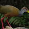 Nature: Birds of Costa Rica