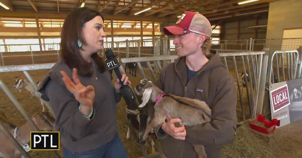 Katie and the goats - CBS Pittsburgh