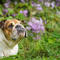 3 pet insurance moves owners should make this spring