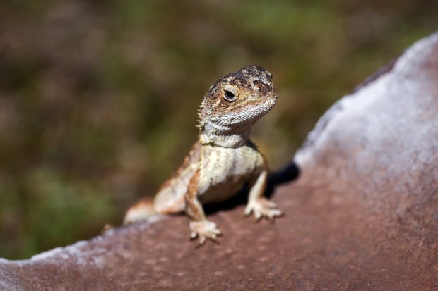 AUSTRALIA-CONSERVATION-LIZARDS-REPTILE