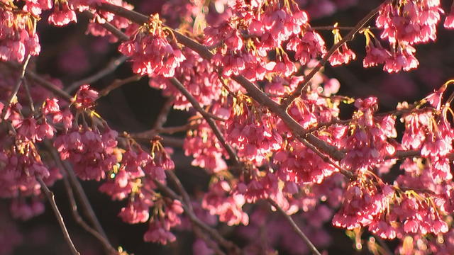 Cherry blossoms in Philadelphia 