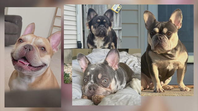 A collage of four photos of Frenchies, the dogs who were stolen 