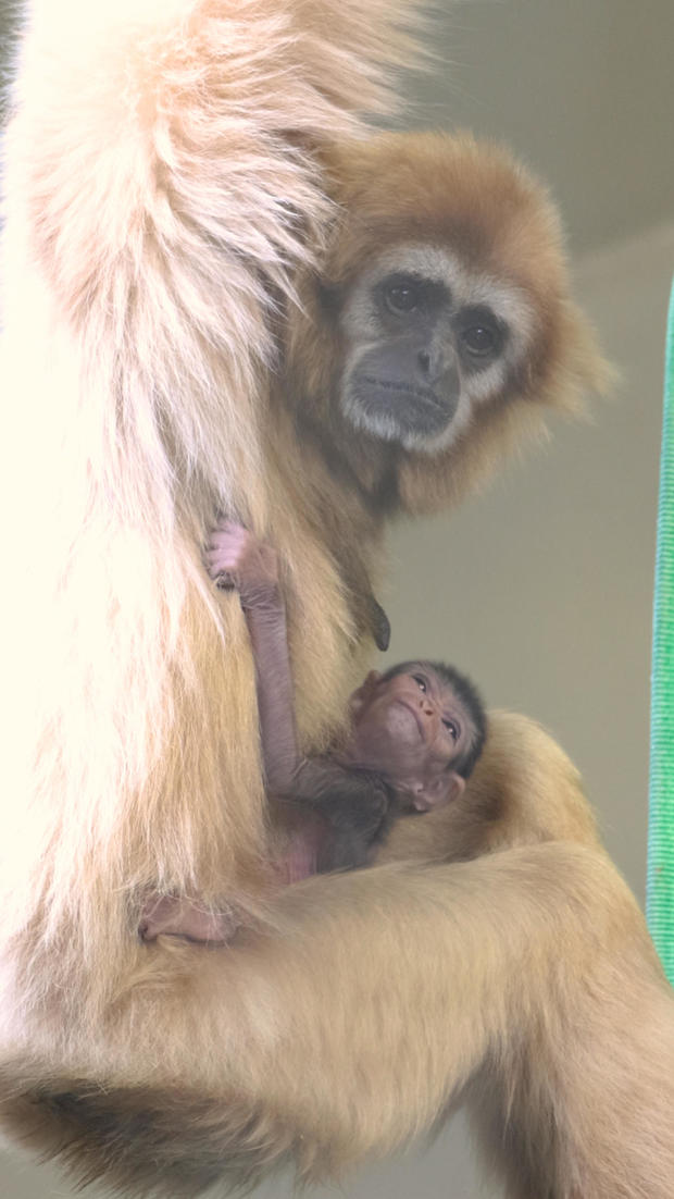 Baby Eros looks up at his mom as he clings to the fur on her chest; Phoenice looks toward the camera 