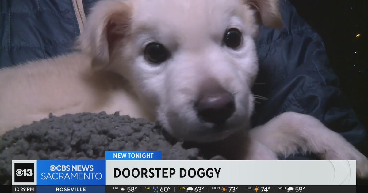 Dog left on doorstep of south Sacramento home