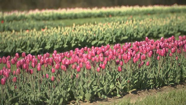 tulips-and-daffodils-at-dalton-farms-nj.jpg 