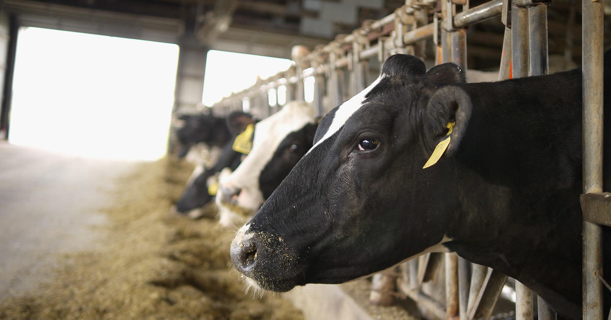 Рядък случай на птичи грип при хора, заразен в Тексас след контакт с млекодайни говеда