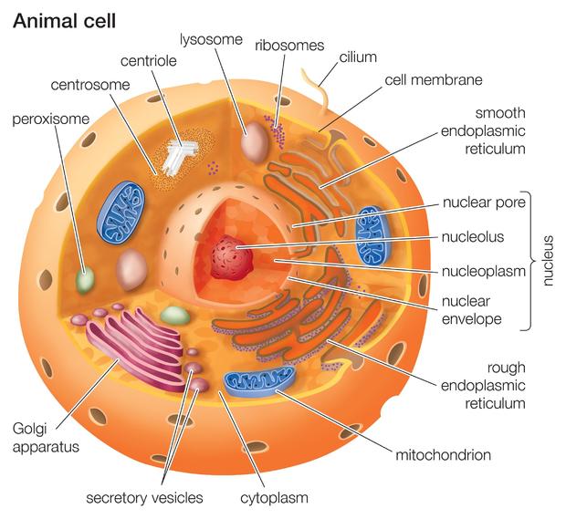 Cutaway Drawing Of A Eukaryotic Animal Cell. 