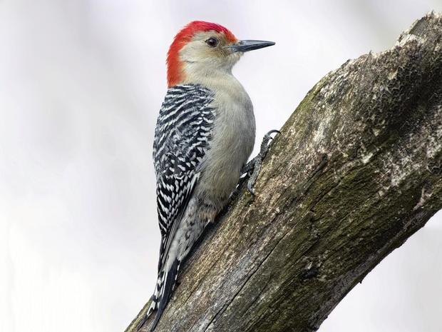 red-bellied-woodpecker.jpg 