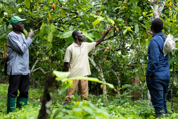 Chocolate Prices Are Rising Everywhere as Cocoa Rots in West Africa