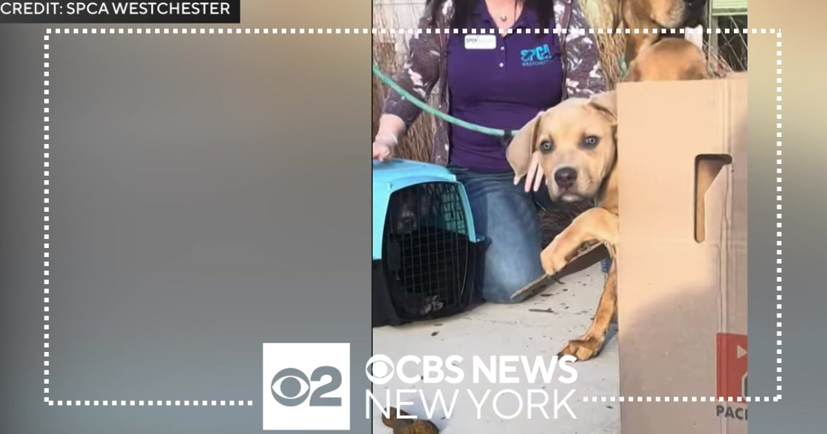 Dogs found abandoned in Westchester parking lot - CBS New York