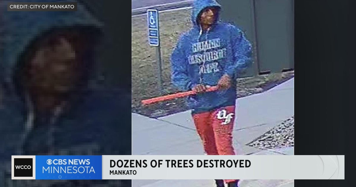 Mankato police search for person who destroyed dozens of trees - CBS Minnesota