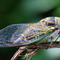 Cicadas are so loud that South Carolina residents are calling police