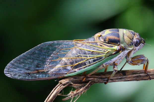 Cicada