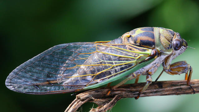 
Cicadas are so loud that South Carolina residents are calling police 
