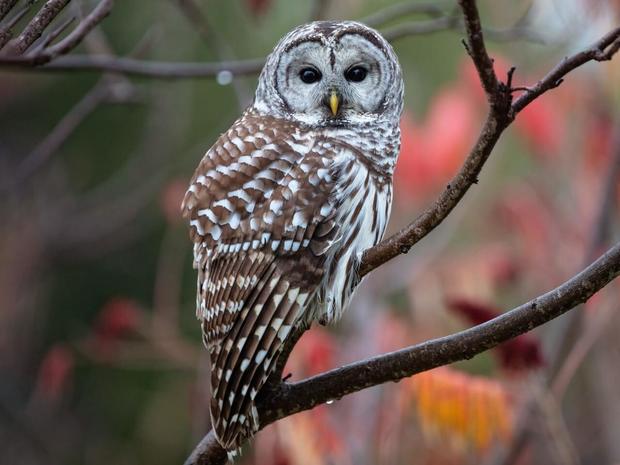 barred-owl.jpg 