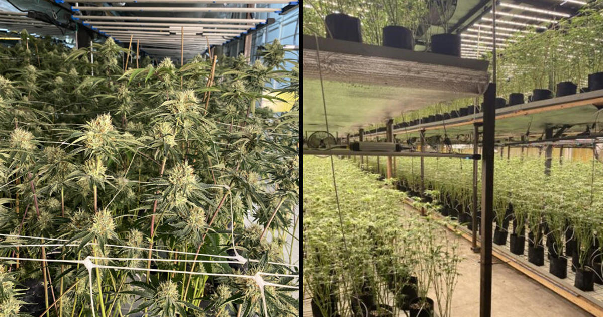 $10 million in illegal cannabis plants seized in East Oakland bust