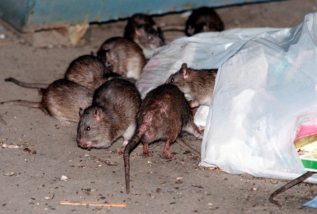 Brown rats used shipping 