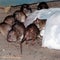 How brown rats crawled off ships and conquered U.S. cities