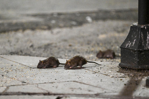 Rat Sightings in New York 