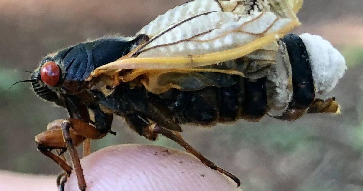 Hyper-sexual "zombie cicadas" expected to emerge this spring