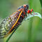 Periodical cicadas will emerge this spring. Here's what to know.