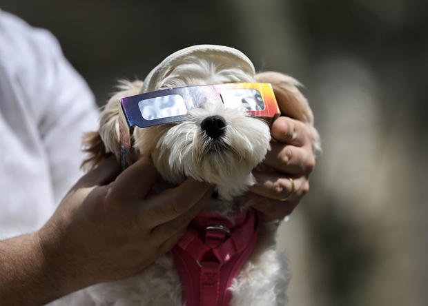 A dog wears eclipse glasses in New York City as people gather to see the solar eclipse 