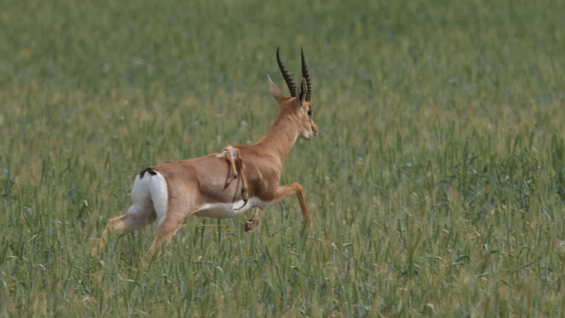 6-legged-israeli-gazelle-photo-credit-amir-balaban-society-for-the-protection-of-nature-in-israel-4.jpg