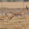 Six legged gazelle spotted in Israel