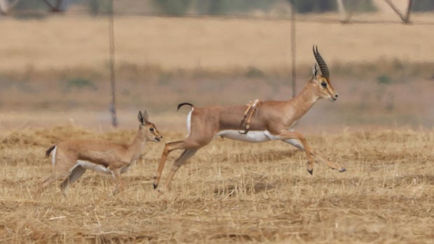 israel-gazelle-6-legs.jpg