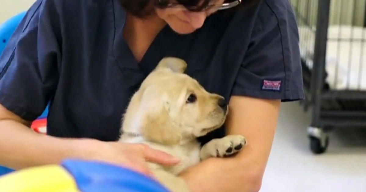 Nonprofit provides free guide dogs for the visually impaired