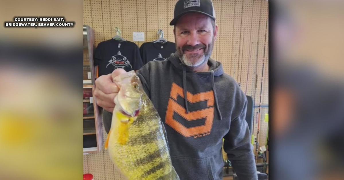 Pittsburgh-area man catches record yellow perch - CBS Pittsburgh